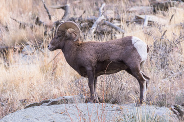 Colorado Rocky Mountain Bighorn Sheep