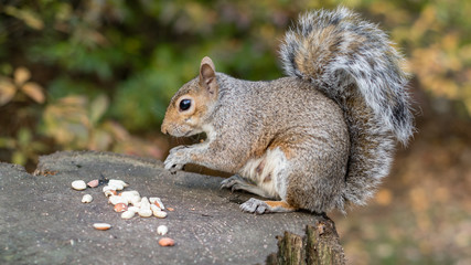 Naklejka na ściany i meble Eastern Grey Squirrel Feeding on Seeds and Nuts