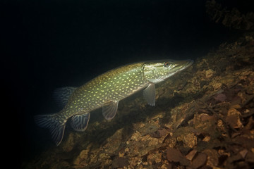 northern pike, esox lucius, czech dive