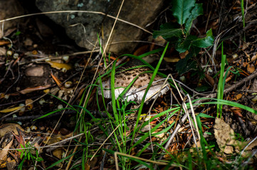 Fotografia ravvicinati a funghi in natura
