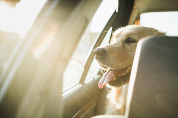 Goden retriever on the back seat of the car