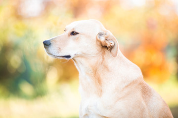 Obraz na płótnie Canvas Mixed breed labrador rescue dog in autumn garden