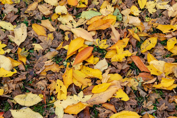 Golden Autumn Fall Leaves