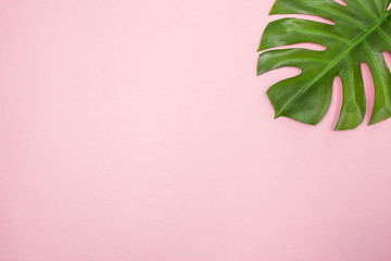 Monstera palm leaf on pastel pink background