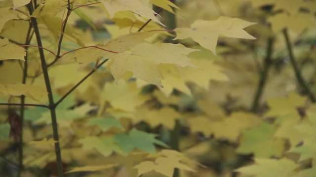autumn colours and yellow leaves and trees