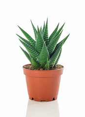 Potted aloe plant on white background