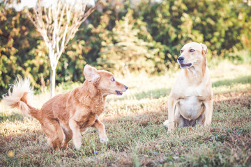 Mixed breed labrador rescue dog  in autumn garden