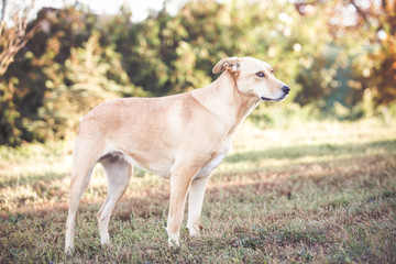 Obraz na płótnie Canvas Mixed breed labrador rescue dog in autumn garden