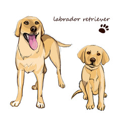 Labrador retriever adult dog and a puppy. Colorful dogs illustration in vector.