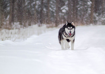 The dog runs through the winter forest