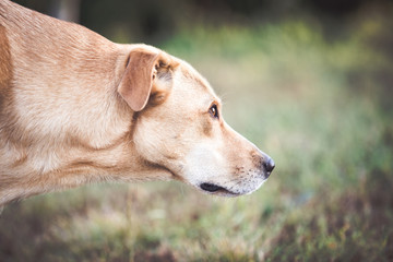 Mixed breed labrador rescue dog  in autumn garden