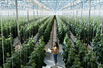 Long-awaited cucumber crop