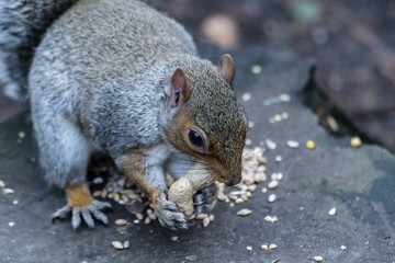Eastern Grey Squirrel