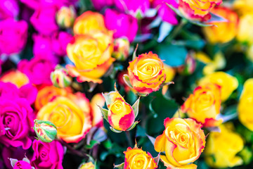 Fototapeta na wymiar Roses in bouquet