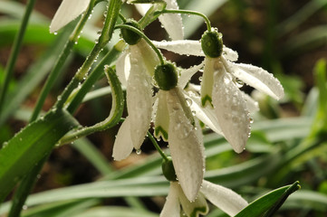 Obraz premium Galanthus nivalis Bucaneve Snowdrop Campanilla de invierno Śnieżyczka przebiśnieg ft81039460 Galanto Kleine Schneeglöckchen زهرة اللبن الشتوية 
