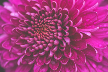 Autumnal flowers background