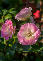 Obraz na płótnie Canvas Beautiful roses in a flower bed in the Mikhailovsky garden.