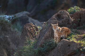 Lince Iberico