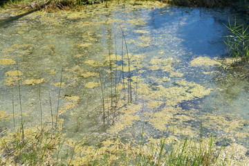 Water and plant backgorund
