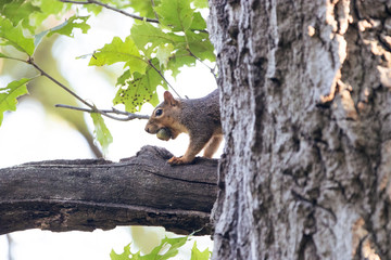 Squirrel with an Acorn