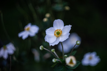 Naklejka na ściany i meble White Anemone or thimbleweed windflower in bloom outdoor