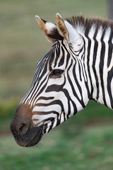 Fototapeta na wymiar Beautiful close up of a zebra with a shallow depth of field