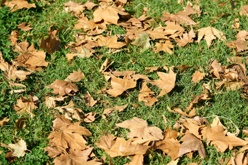 Autumn leaves background