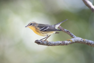 Female Blackburnian Warbler 2