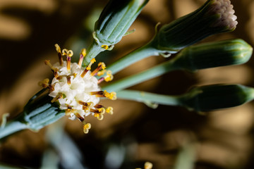 Blue chalk stick flowers in shadows