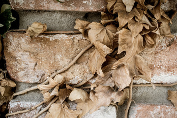 Dryed autumn brown leaves on a brick wall  in Pezinok. Near Bratislava. Slovakia.