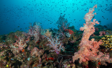 Fototapeta na wymiar School of fish over soft coral