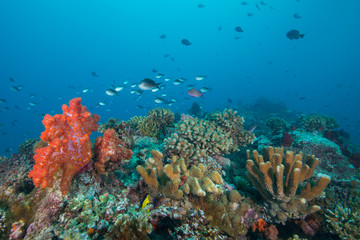 Naklejka na ściany i meble Colorful reef in Fiji
