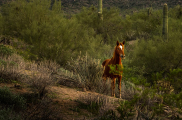 Wild Horse and Cacti