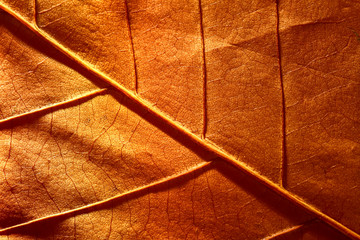 Macro view of an autumn tree leaf