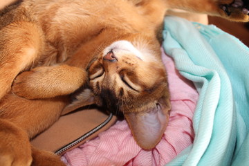 Obraz na płótnie Canvas Sleeping cat