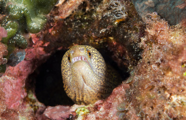 Moray eel in cave