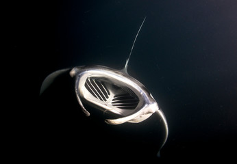 Manta ray at night hunting