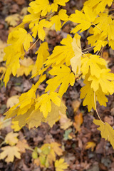 Golden Autumn Fall Leaves