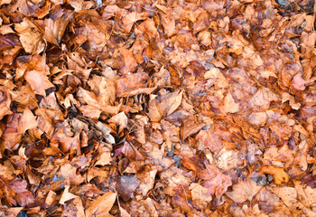 DRIED BROWN LEAF LITTER ON THE FLOOR IN A DAY OF AUTUMN
