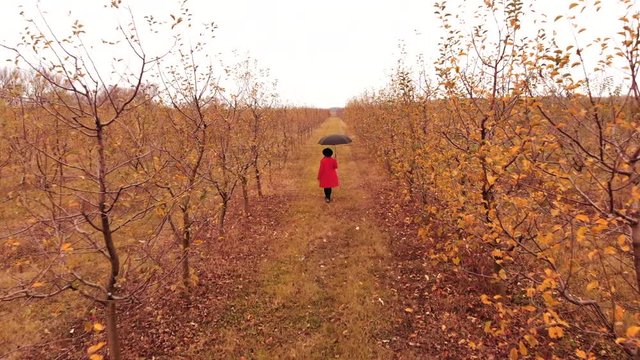 Woman in red coat and with umbrella walking alone between trees in apple garden at autumn season. Girl goes ahead away from drone flying camera. Minimalism, travel, nature concept
