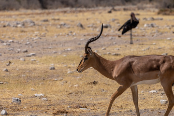 Impala und Sekretärvogel im Hintergrund