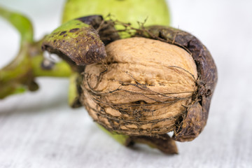 Closeup of fresh walnuts. Garden harvest, healthy food.
