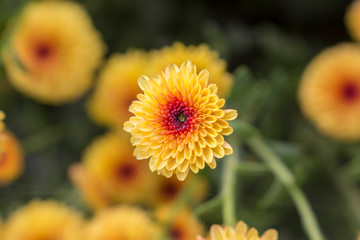 Macro of single Lollipop Yellow Chrysanthemum flower in full bloom with water drops from morning dew. Blurry background.
