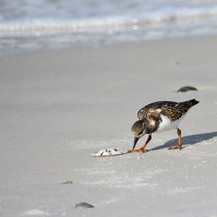 Bird eating fish
