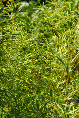 Green plants background