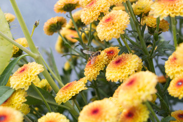 Single flower fly on a field of Lollipop Yellow Chrysanthemum flowers in full bloom with water drops from morning dew.