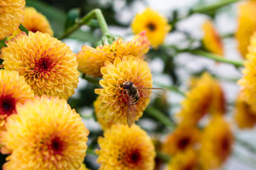 Single hoverfly on a flower in a field of Lollipop Yellow Chrysanthemum flowers in full bloom. Blurry background.