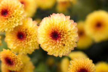 Close up of a single Lollipop Yellow Chrysanthemum flower in full bloom with water drops in center. Blurry background.