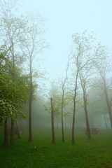 Fototapeta na wymiar the trees and fog in the mountain