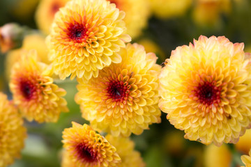 Several blooming Lollipop Yellow Chrysanthemum flowers with water drops in center from morning dew. Blurry background.